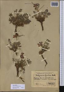 Hedysarum schellianum Knjaz., Middle Asia, Muyunkumy, Balkhash & Betpak-Dala (M9) (Kazakhstan)