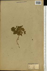 Amaranthaceae, Eastern Europe, Moldova (E13a) (Moldova)