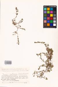 MHA 0 156 885, Thymus calcareus Klokov & Des.-Shost., Eastern Europe, Lower Volga region (E9) (Russia)
