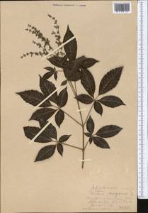 Vitex negundo L., Middle Asia, Kopet Dag, Badkhyz, Small & Great Balkhan (M1) (Turkmenistan)