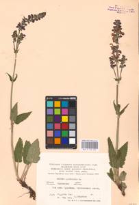 MHA 0 156 282, Salvia pratensis L., Eastern Europe, Central forest-and-steppe region (E6) (Russia)