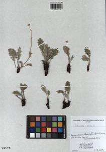 Potentilla sericea L., Siberia, Altai & Sayany Mountains (S2) (Russia)