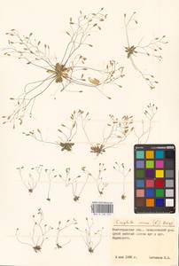 Draba verna L., Eastern Europe, Lower Volga region (E9) (Russia)