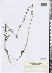 Silene borysthenica (Gruner) Walters, Eastern Europe, Middle Volga region (E8) (Russia)