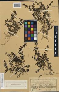 Galium petrophilum, Middle Asia, Western Tian Shan & Karatau (M3) (Kazakhstan)