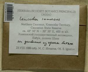 Leucodon immersus Lindb., Bryophytes, Bryophytes - North Caucasus & Ciscaucasia (B12) (Russia)