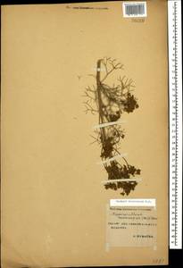 Bilacunaria microcarpa (M. Bieb.) Pimenov & V. N. Tikhom., Caucasus, Stavropol Krai, Karachay-Cherkessia & Kabardino-Balkaria (K1b) (Russia)