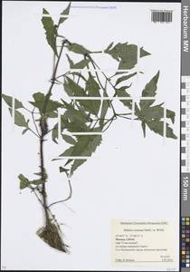 Bidens connata Muhl. ex Willd., Eastern Europe, Moscow region (E4a) (Russia)