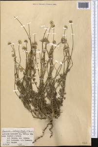 Tanacetopsis santoana (Krasch., Popov & Vved.) S.Kovalevsk., Middle Asia, Pamir & Pamiro-Alai (M2) (Kyrgyzstan)