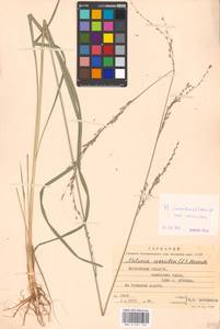 Molinia caerulea (L.) Moench, Eastern Europe, Moscow region (E4a) (Russia)