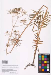 Valeriana dubia Bunge, Eastern Europe, Central forest-and-steppe region (E6) (Russia)