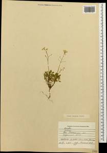 Draba hispida Willd., Caucasus, South Ossetia (K4b) (South Ossetia)