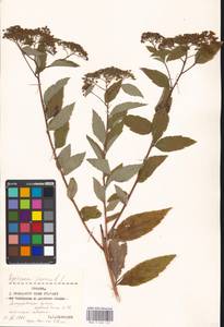 Spiraea japonica L. fil., Eastern Europe, Moscow region (E4a) (Russia)