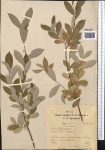 Salix cinerea L., Middle Asia, Northern & Central Kazakhstan (M10) (Kazakhstan)