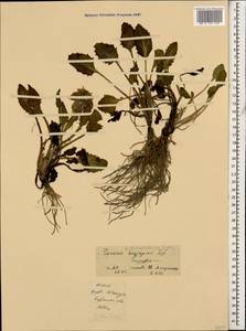 Tephroseris integrifolia subsp. primulifolia (Cufod.) Greuter, Caucasus, North Ossetia, Ingushetia & Chechnya (K1c) (Russia)