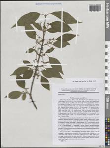 Euonymus maackii Rupr., Siberia, Russian Far East (S6) (Russia)