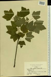 Ribes spicatum E. Robson, Eastern Europe, Central region (E4) (Russia)
