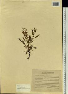 Rumex maritimus L., Siberia, Yakutia (S5) (Russia)