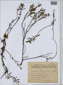 Andromeda polifolia L., Eastern Europe, Eastern region (E10) (Russia)