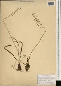 Barnardia japonica (Thunb.) Schult. & Schult.f., South Asia, South Asia (Asia outside ex-Soviet states and Mongolia) (ASIA) (China)