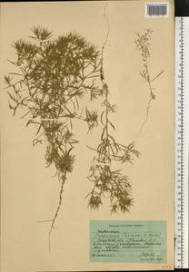 Ceratocarpus arenarius L., Eastern Europe, North Ukrainian region (E11) (Ukraine)