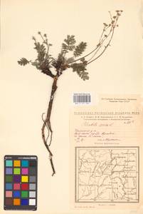 Potentilla sericea L., Eastern Europe, Eastern region (E10) (Russia)