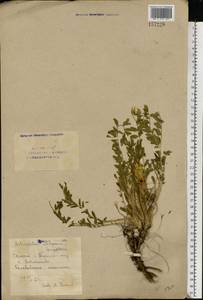 Astragalus wolgensis Bunge, Eastern Europe, Eastern region (E10) (Russia)