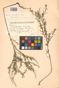 Lepidium densiflorum Schrad., Siberia, Russian Far East (S6) (Russia)