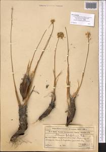 Allium kokanicum Regel, Middle Asia, Western Tian Shan & Karatau (M3) (Kazakhstan)