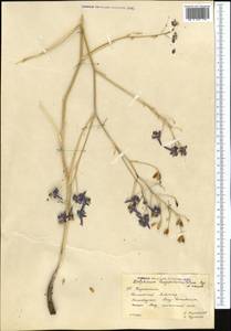 Delphinium longipedunculatum Regel & Schmalh., Middle Asia, Western Tian Shan & Karatau (M3) (Kazakhstan)