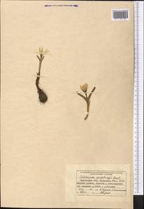 Colchicum luteum Baker, Middle Asia, Western Tian Shan & Karatau (M3) (Kyrgyzstan)