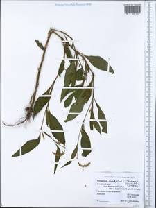 Persicaria lapathifolia (L.) Gray, Siberia, Altai & Sayany Mountains (S2) (Russia)