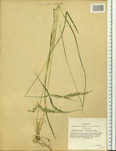 Calamagrostis obtusata Trin., Siberia, Altai & Sayany Mountains (S2) (Russia)