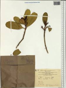 Ochrosia oppositifolia (Lam.) K. Schum., Australia & Oceania (AUSTR) (New Caledonia)