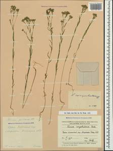 Linum corymbulosum Rchb., Crimea (KRYM) (Russia)