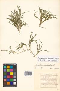 Diphasiastrum alpinum (L.) Holub, Siberia, Russian Far East (S6) (Russia)