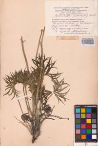 Pulsatilla patens (L.) Mill., Eastern Europe, Eastern region (E10) (Russia)