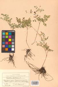 Thalictrum foetidum L., Siberia, Russian Far East (S6) (Russia)