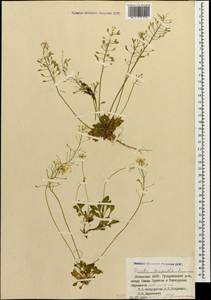 Draba hispida Willd., Caucasus, Abkhazia (K4a) (Abkhazia)