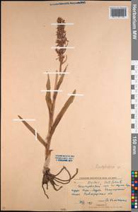 Dactylorhiza, Middle Asia, Northern & Central Kazakhstan (M10) (Kazakhstan)