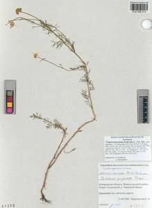 Tripleurospermum inodorum (L.) Sch.-Bip, Siberia, Altai & Sayany Mountains (S2) (Russia)