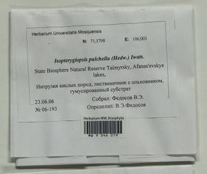 Isopterygiella pulchella (Hedw.) Ignatov & Ignatova, Bryophytes, Bryophytes - Krasnoyarsk Krai, Tyva & Khakassia (B17) (Russia)