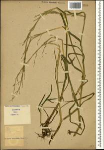 Glyceria fluitans (L.) R.Br., Caucasus (no precise locality) (K0)