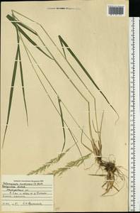 Calamagrostis arundinacea (L.) Roth, Eastern Europe, Central forest region (E5) (Russia)