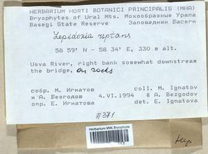 Lepidozia reptans (L.) Dumort., Bryophytes, Bryophytes - Permsky Krai, Udmurt Republic, Sverdlovsk & Kirov Oblasts (B8) (Russia)