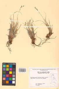 Carex pediformis var. pediformis, Siberia, Chukotka & Kamchatka (S7) (Russia)