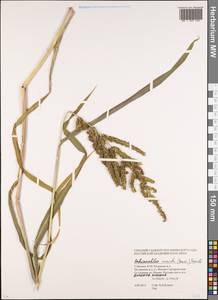 Echinochloa muricata (P.Beauv.) Fernald, Eastern Europe, Moscow region (E4a) (Russia)