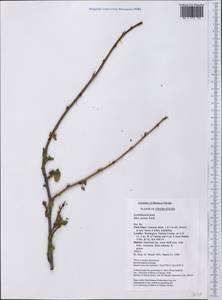 Ribes aureum Pursh, America (AMER) (United States)