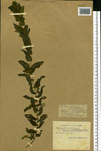 Potamogeton perfoliatus L., Eastern Europe, South Ukrainian region (E12) (Ukraine)
