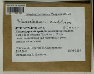 Palamocladium euchloron (Bruch ex Müll. Hal.) Wijk & Margad., Bryophytes, Bryophytes - North Caucasus & Ciscaucasia (B12) (Russia)